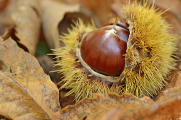 Chestnut in chestnut bur