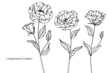 Lisianthus flower drawing