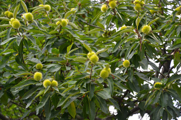 Sowing campaign chestnut (Castanea sativa Mill.), branches with fruits