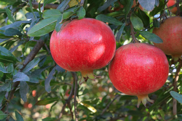 Ripe pomegranate fruit on tree branch
