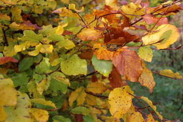 Yellow, orange and red autumn leaves in forest