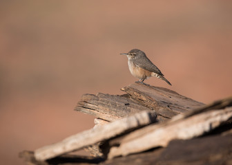 Rock wren sitting on broken pieces of sandstone