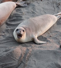 seal on the sands