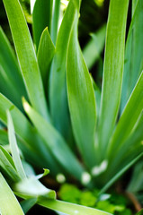Obraz premium layers of bright green veined iris leaves