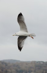 seagull flying