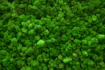 Green moss covered the ground. Nature background concept. Flat lay, top view. - 176279545