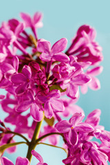 Fototapeta na wymiar Lilac flowers on blue, closeup