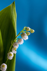 Lilly of the valley isolated on blue