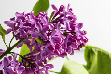 Lilac closeup