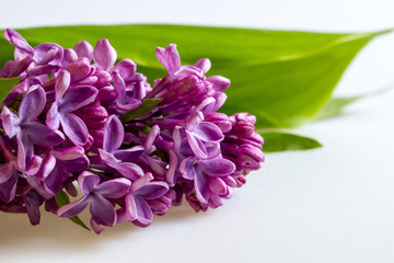 Beautiful lilac on white background