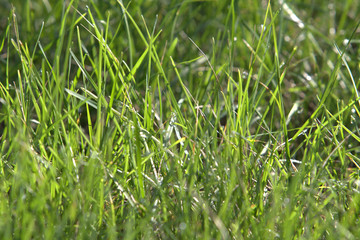 texture with green grass
