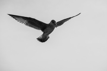 Monochrome image of a seagull in flight