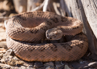 Diamond back rattlesnake in front of a dead tree stump looking at the camera