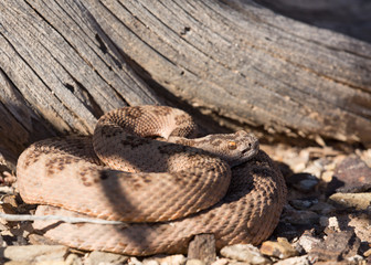 Diamond back rattlesnake in front of dead tree stump looking to the right
