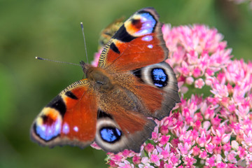 Butterfly on a pink flower