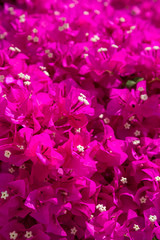 Bougainvillea flowers