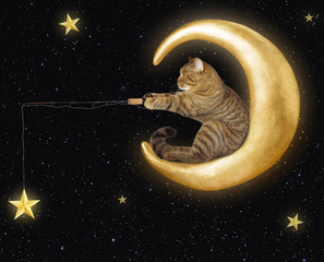 The cat sits on the moon and catches the stars. © iridi66