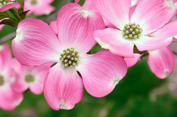 Fototapeta na wymiar Pink Flowering Dogwood