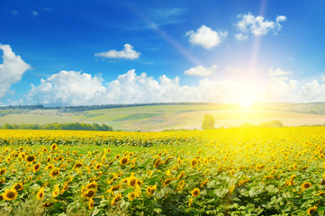 Obraz premium field of sunflowers and sunrise