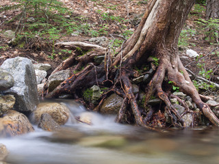 The roots of a tree in the river bank