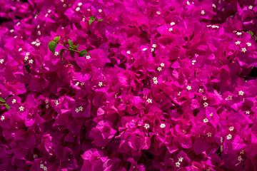 Bougainvillea flowers