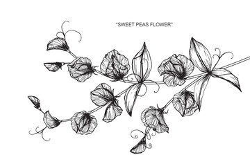 Sweet pea flower drawing. - obrazy, fototapety, plakaty
