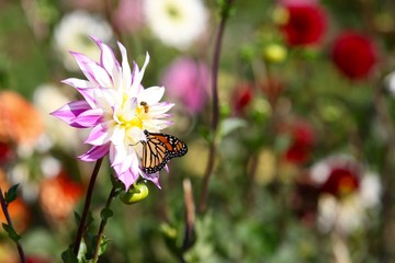A monarch butterfly feeds on a pink dahlia flower