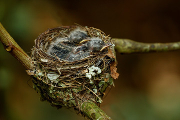 Nest of Vanikoro Broadbill (Myiagra vanikorensis) with chicks on Viti Levu Island, Fiji