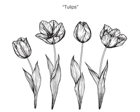 Tulip flower drawing.