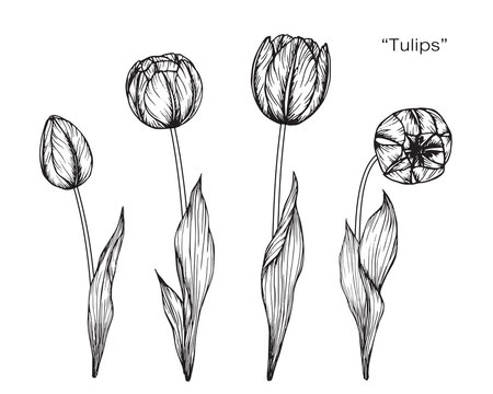 Fototapeta Tulip flower drawing.