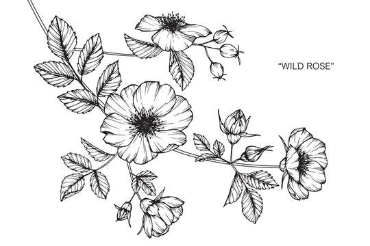 Fototapeta Wild rose flower drawing.