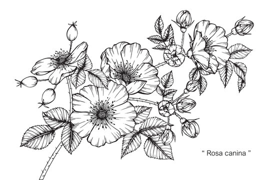 Fototapeta Rosa canina flower drawing.