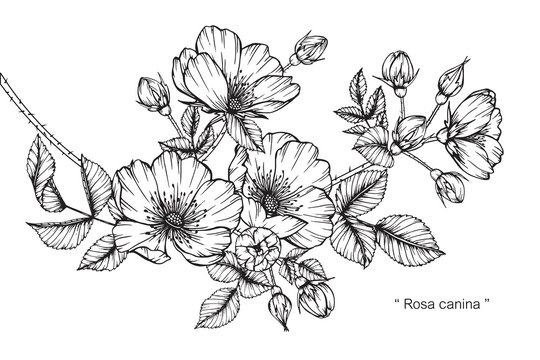Rosa canina flower drawing.