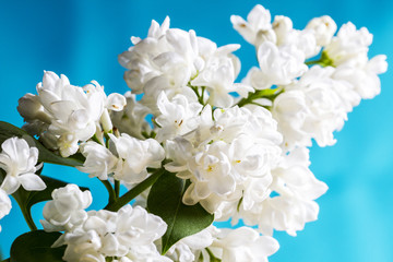 Beautiful white lilac on blue