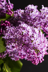A bouquet of violet lilac on black