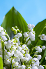 A bouquet of lilies of the valley on blue