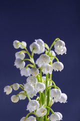 Lilies of the valley on blue