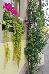 Beautiful white and pink flowers in pot plants by the old wooden window and yellow wall with tree and yellow flowers at Rothenburg ob der Tauber, Germany.