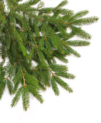 Fir tree branch isolated on white background