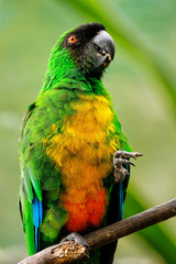 Sulphur-Breasted Musk-Parrot (Prosopeia personata)