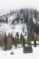 Fir-trees and peasant houses on the snow-covered mountains, Carpathians, Ukraine