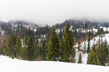 Fir-trees on snow-covered mountains, Carpathians, Ukraine