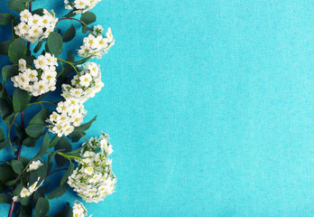 White flowers branch on blue
