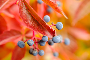 Virginia creeper detail