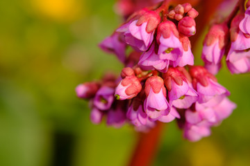 Fototapeta na wymiar Pink flower detail