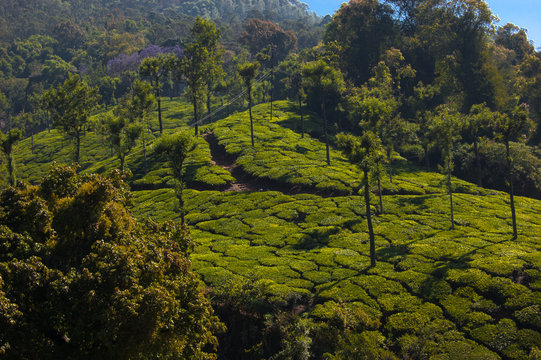Coonoor, green field, tea plantation. Nilgiri mountain railway. India