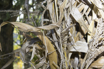 canne di mais secche, concetto di autunno
