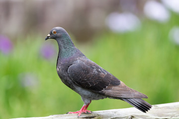 Pigeon