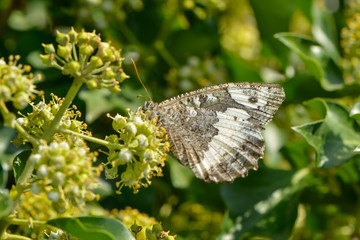 Weisser Waldportier auf Efeublüte