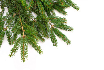 Obraz premium Fir tree branch isolated on white background